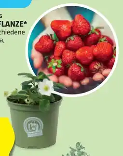 Hofer Zurück zum Ursprung Bio-Erdbeerpflanze Angebot