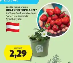 Hofer BIO-ERDBEERPFLANZE Angebot