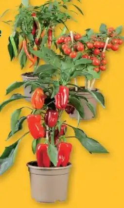 Lidl Gemüsepflanzen Angebot