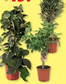 Lidl Mediterranes Stämmchen Angebot