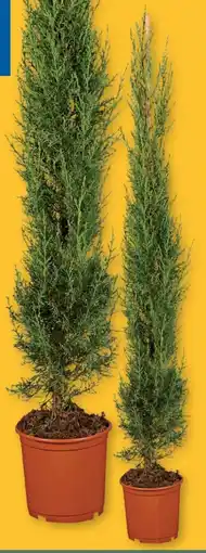 Lidl Blaue Säulenzypresse Angebot
