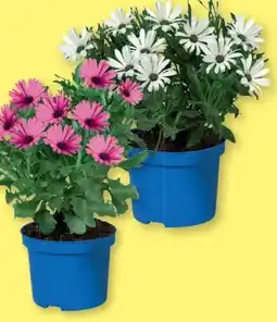 Lidl Osteospermum Angebot