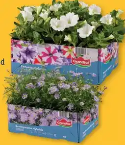 Lidl Beet-Balkonpflanzen Angebot