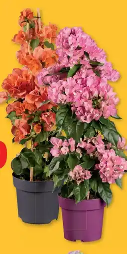Lidl Bougainvillea Pyramide Angebot
