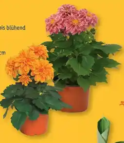 Lidl Dahlie Angebot