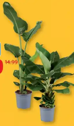 Lidl Strelitzie Angebot