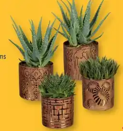 Lidl Aloe Angebot