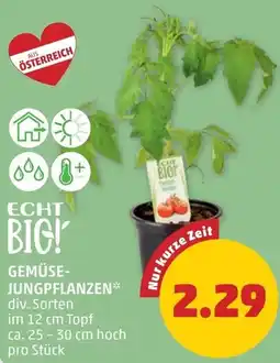 PENNY Gemüse- jungpflanzen Angebot