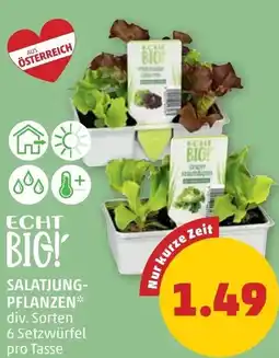 PENNY Salatjung- pflanzen Angebot