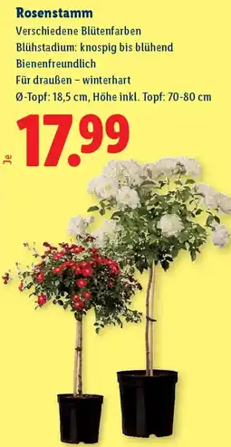 Lidl Rosenstamm Angebot