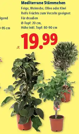 Lidl Mediterrane Stämmchen Angebot