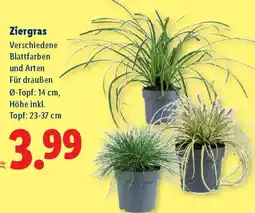 Lidl Ziergras Angebot