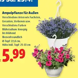 Lidl Ampelpflanze für Außen Angebot