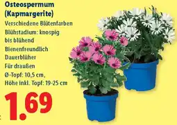Lidl Osteospermum (Kapmargerite) Angebot