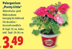 Lidl Pelargonium Pretty Little Angebot