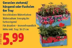 Lidl Geranien stehend/ hängend oder Fuchsien Angebot