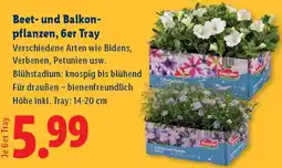 Lidl Beet- und Balkon- pflanzen Angebot