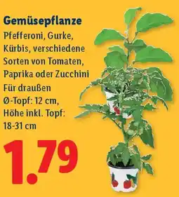 Lidl Gemüsepflanze Angebot