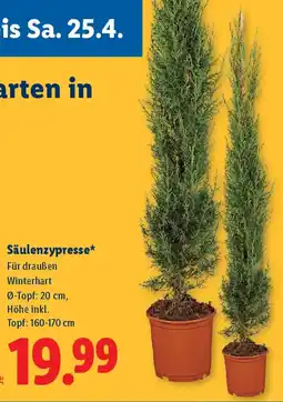 Lidl Säulenzypresse Angebot