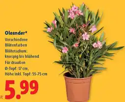 Lidl Oleander Angebot