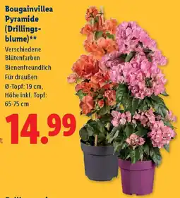 Lidl Bougainvillea Pyramide (Drillings- blume) Angebot
