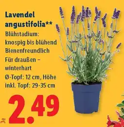 Lidl Lavendel angustifolia Angebot