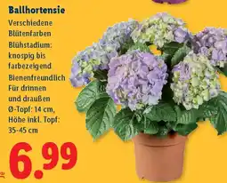 Lidl Ballhortensie Angebot