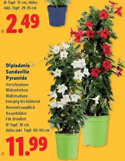 Lidl Dipladenia Sundaville Pyramide Angebot