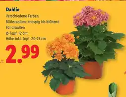 Lidl Dahlie Angebot