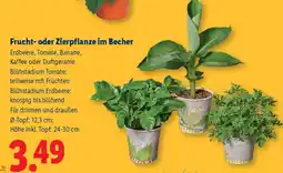Lidl Frucht- oder Zierpflanze im Becher Angebot