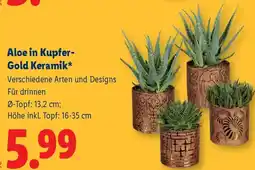 Lidl Aloe in Kupfer- Gold Keramik Angebot