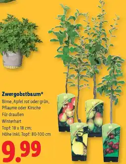 Lidl Zwergobstbaum Angebot