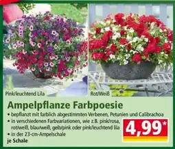 Norma Ampelpflanze Farbpoesie Angebot
