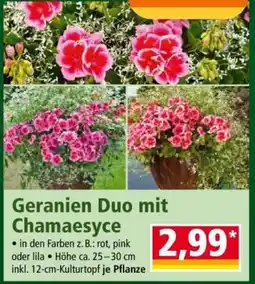 Norma Geranien Duo mit Chamaesyce Angebot