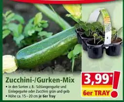 Norma Zucchini-/Gurken-Mix Angebot