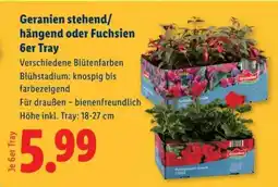 Lidl Geranien stehend/hängend oder Fuchsien 6er Tray Angebot