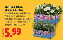 Lidl Beet- und Balkonpflanzen, 6er Tray Angebot