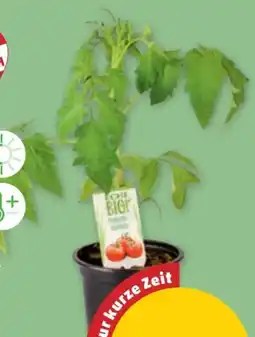 PENNY Gemüsejungpflanzen Angebot