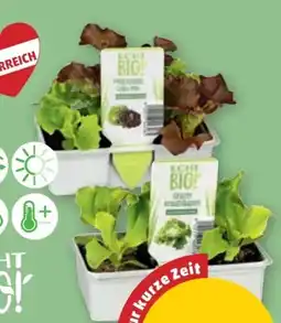 PENNY Salat-Jungpflanzen Angebot