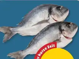 PENNY Goldbrasse Angebot