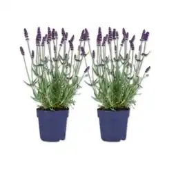 Lidl Lavendel Angustifolia Lidl Angebot