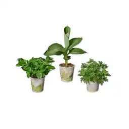 Lidl Frucht- oder Zierpflanze im Becher Erdbeere, Tomate, Banane, Kaffee oder Duftgeranie Lidl Angebot