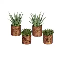 Lidl Aloe in Kupfer-Gold Keramik Verschiedene Arten und Designs Lidl Angebot