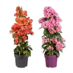 Lidl Bougainvillea Pyramide (Drillingsblume) Verschiedene Blütenfarben Lidl Angebot