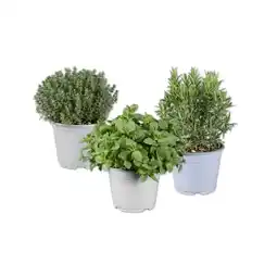 Lidl Italienische Kräuter Rosmarin, Oregano, Thymian oder Minze Lidl Angebot