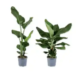 Lidl Strelizie oder Bananenpflanze Lidl APP Preis Angebot