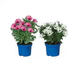 Lidl Osteospermum (Kapmargerite) Verschiedene Blütenfarben Lidl Angebot