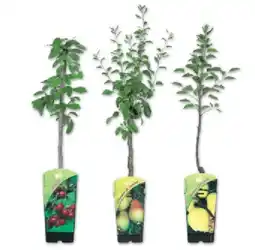 Lidl Zwergobstbaum versch. Sorten Lidl Angebot