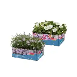 Lidl Beet- und Balkonpflanzen Verschiedene Arten Lidl Angebot