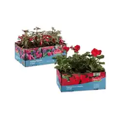 Lidl Geranien stehend/hängend oder Fuchsie Verschiedene Blütenfarben Lidl Angebot